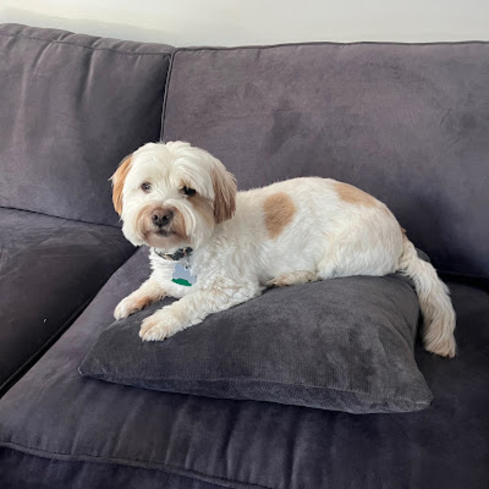 Meet your Posher, Sophie